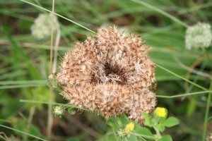 Wild carrot