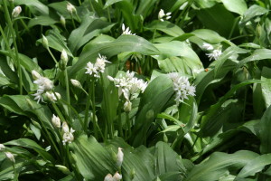Allium ursinum