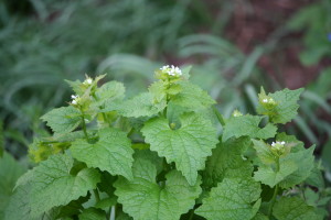Alliaria petiolata